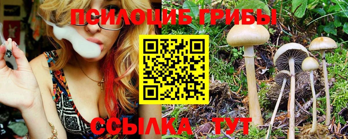 Псилоцибиновые грибы Cubensis Унеча